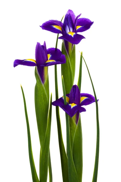 Vackra Blå Blommor Vit Bakgrund — Stockfoto