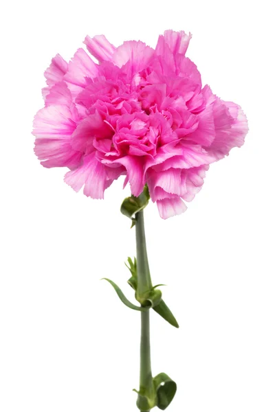 Hermosa Flor Rosa Sobre Fondo Blanco — Foto de Stock