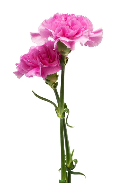 Όμορφο Ροζ Λουλούδι Λευκό Φόντο — Φωτογραφία Αρχείου