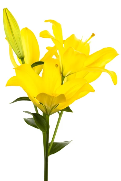 Lily amarela — Fotografia de Stock