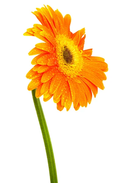 Piękny Pomarańczowy Kwiat Białym Tle — Zdjęcie stockowe