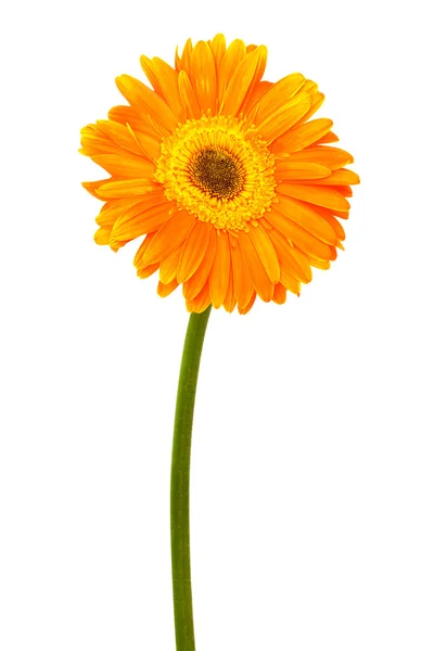 Schöne Orangefarbene Blume Auf Weißem Hintergrund — Stockfoto