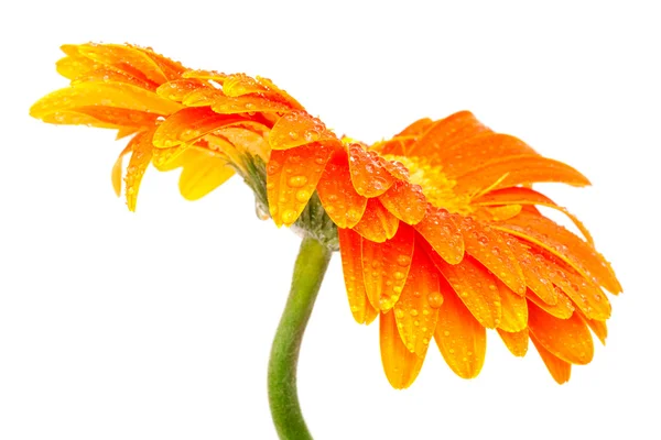 Pomarańczowy kwiat — Zdjęcie stockowe