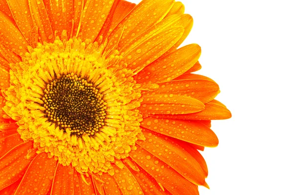 Krásná Oranžová Květina Bílém Pozadí — Stock fotografie