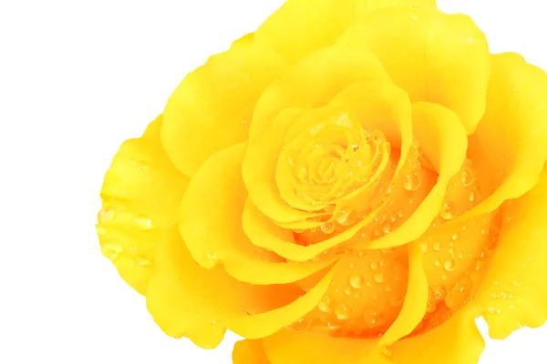 Krásná Žlutá Květina Bílém Pozadí — Stock fotografie