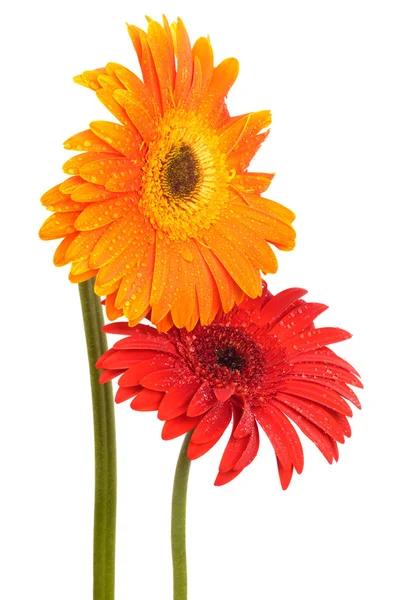 Vackra Två Blommor Vit Bakgrund — Stockfoto