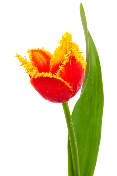 Hermoso Tulipán Rojo Sobre Fondo Blanco —  Fotos de Stock