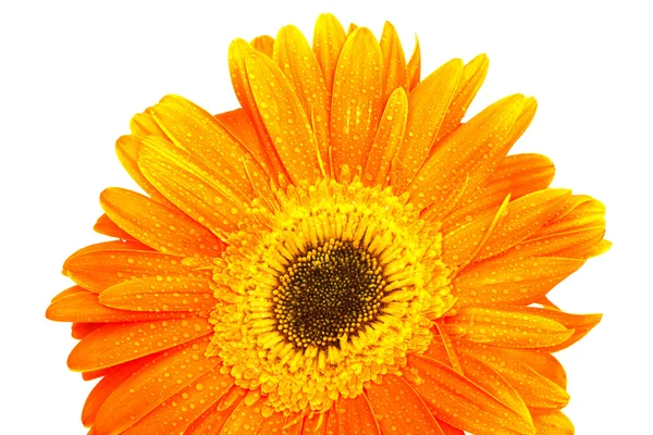 Vackra Orange Gerbera Vit Bakgrund — Stockfoto