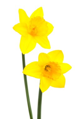 Two narcissus