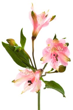 Beyaz arka planda güzel pembe alstroemeria