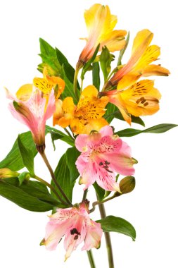 turuncu ve pembe alstroemeria