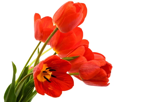 Beautiful Bouquet Tulips White Background — Stock Photo, Image