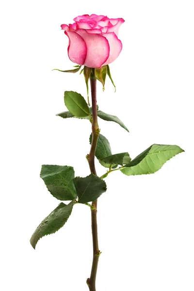 Frische rosa Rosen — Stockfoto