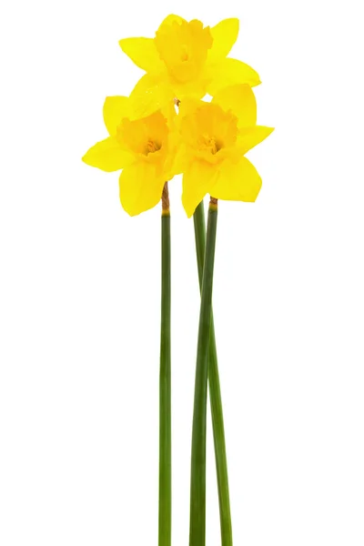 Krásný Žlutý Narcis Bílém Pozadí — Stock fotografie