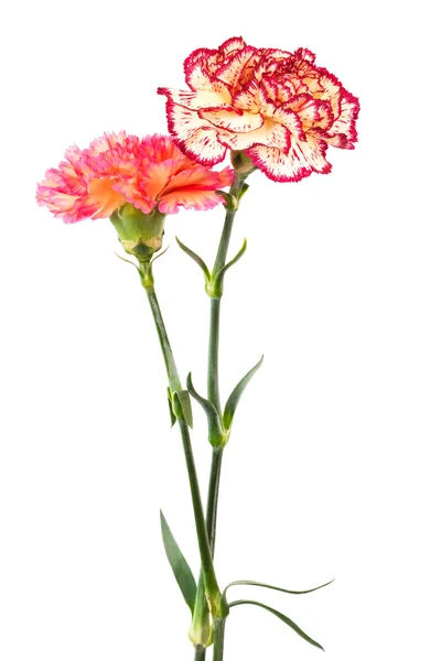 Fresh carnation — Stock Photo, Image