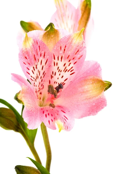 Bella alstroemeria rosa — Foto Stock