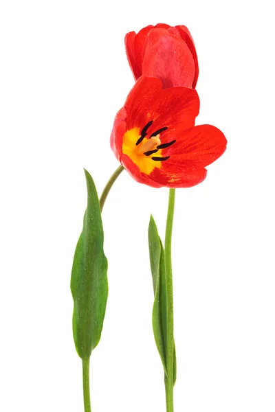 Tulip Merah Yang Indah Pada Latar Belakang Putih — Stok Foto