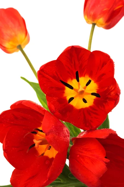 Красиві червоні тюльпани — стокове фото