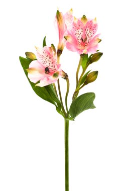 güzel pembe alstroemeria