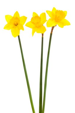 Three yellow narcissus clipart