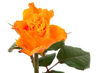 Orange rose clipart