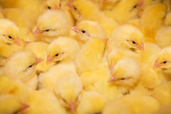 Желтые Цыплята Современной Птицефабрике — стоковое фото