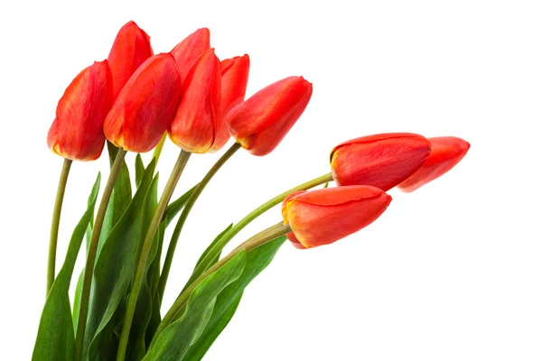 Beautiful bouquet of tulips — Stock Photo, Image