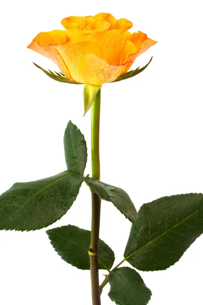Rose Arancioni Fresche Sfondo Bianco — Foto Stock