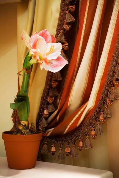 La flor sobre el fondo de las cortinas — Foto de Stock