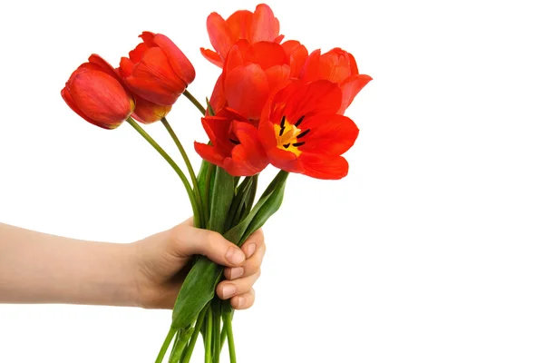 Los tulipanes en la mano —  Fotos de Stock