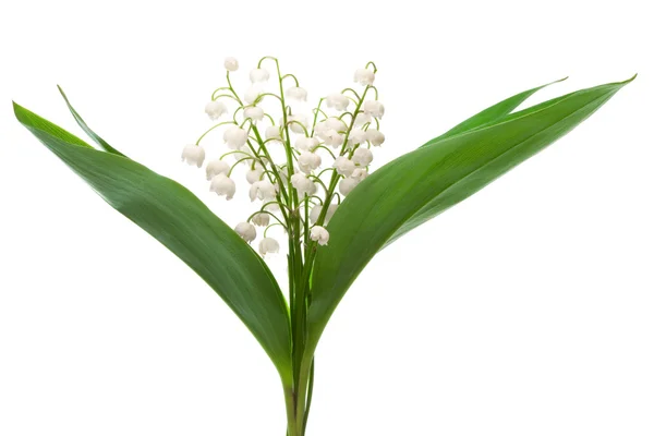 Bouquet of lily of the valley — Stock Photo, Image