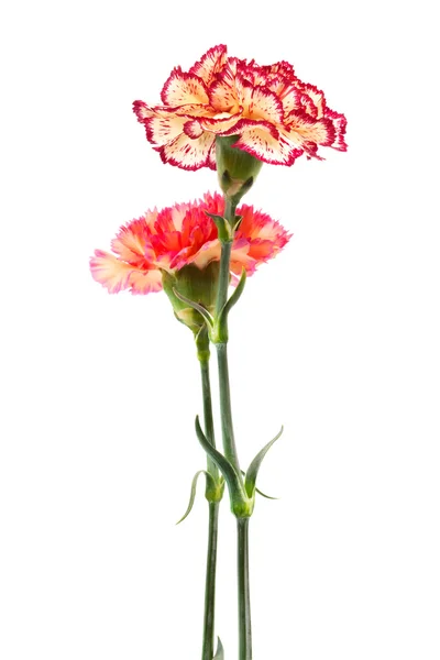 Two carnation — Stock Photo, Image