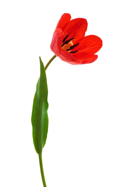 Krásný Červený Tulipán Bílém Pozadí — Stock fotografie