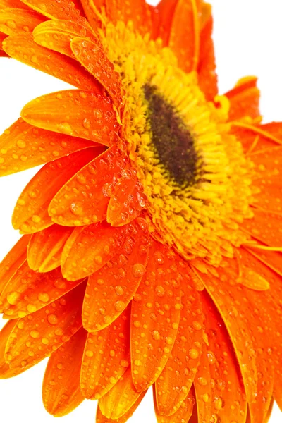 Oranžová Gerbera — Stock fotografie