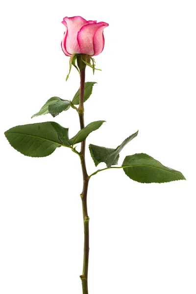 Friss Rózsaszín Rózsa Fehér Alapon — Stock Fotó