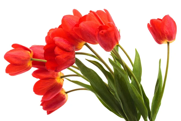 Krásná Kytice Tulipánů Bílém Pozadí — Stock fotografie