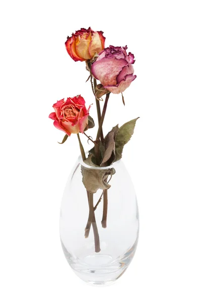 Bouquet Dried Roses White Background — Stock Photo, Image