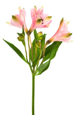 pembe alstroemeria
