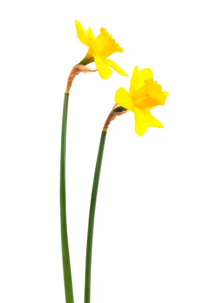 Krásné Dvě Narcis Bílém Pozadí — Stock fotografie