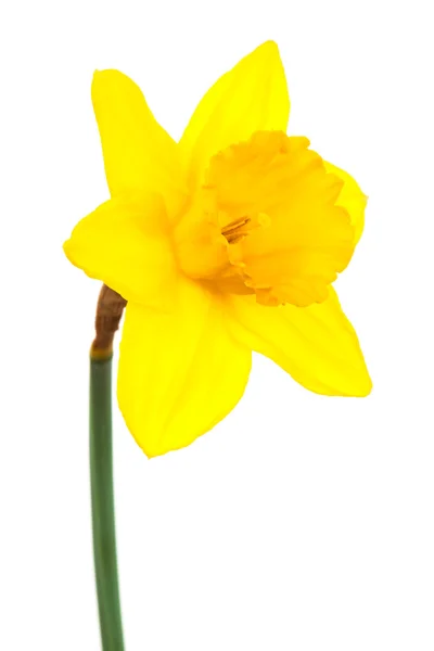 Красивий Жовтий Нарцис Білому Тлі — стокове фото