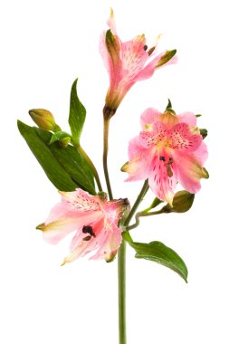 Beyaz arka planda güzel pembe alstroemeria