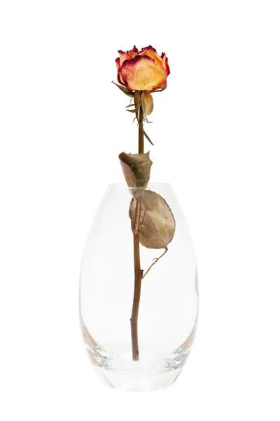 stock image Dry rose in the vase