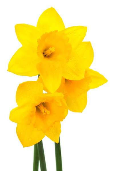 Mooie Gele Narcis Een Witte Achtergrond — Stockfoto