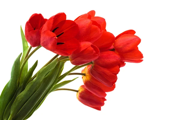 Bellissimo Bouquet Tulipani Sfondo Bianco — Foto Stock