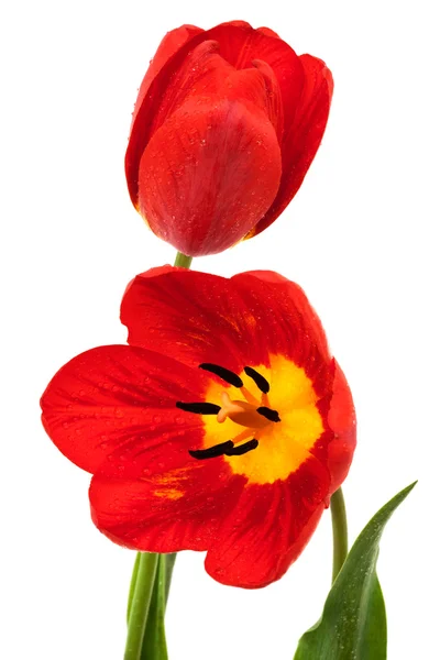 Hermosos Tulipanes Rojos Sobre Fondo Blanco —  Fotos de Stock