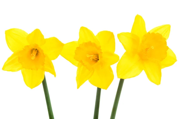 Drie Gele Narcis Een Witte Achtergrond — Stockfoto