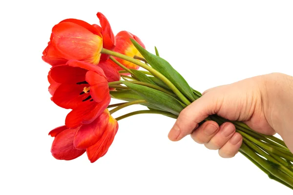 Kytice tulipánů v ruce — Stock fotografie