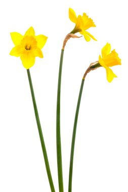 Narcissus clipart