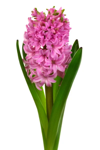Beautiful Pink Hyacinth White Background — Stock Photo, Image
