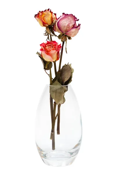 stock image bouquet of dried roses on a white background